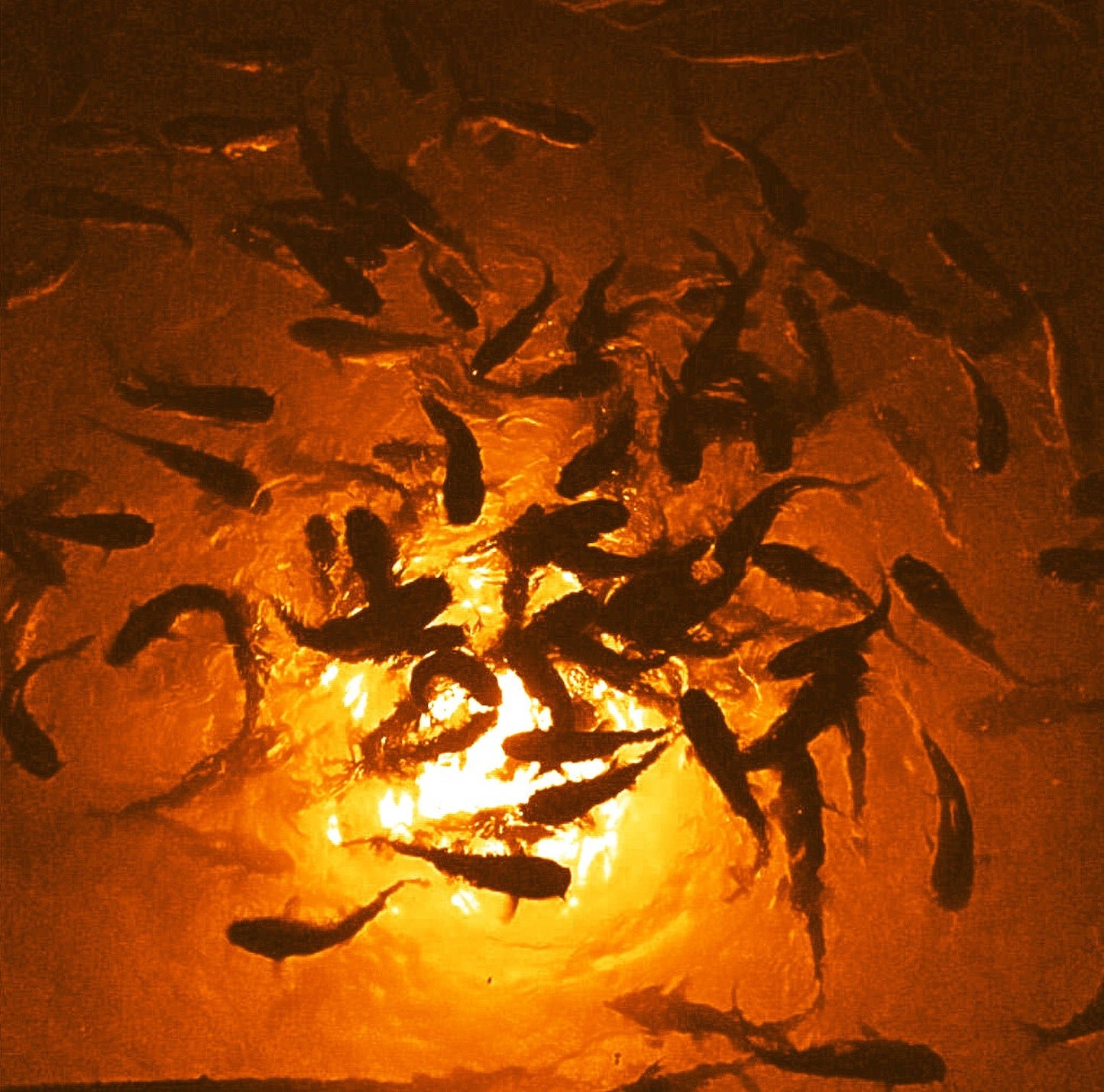 Sistema de iluminación LED subacuática de megavatios Sports & Entertainment - Fishing - Fishing Tools | Zulter VIP .