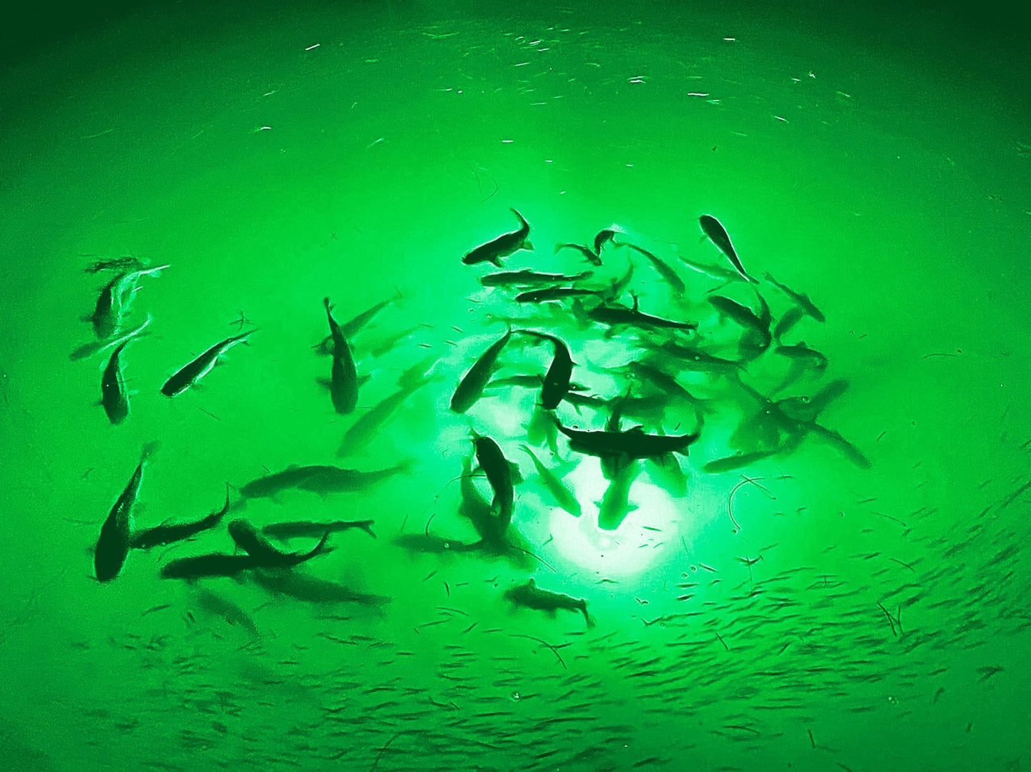 Sistema de iluminación LED subacuática de megavatios Sports & Entertainment - Fishing - Fishing Tools | Zulter VIP .